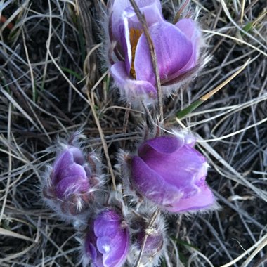 Crocus 'Ruby Giant'