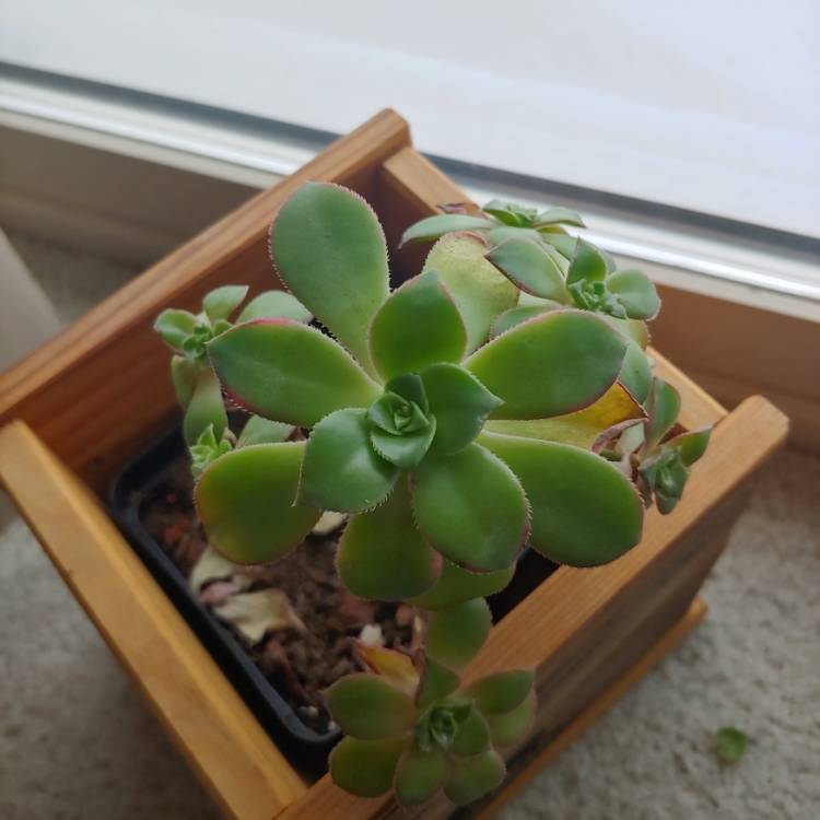 Plant image Aeonium Cornish Pixie