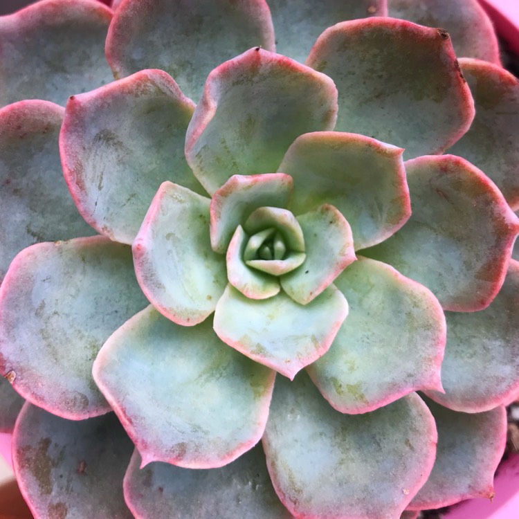 Plant image Echeveria Morning Light