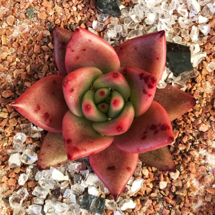plant image 837968