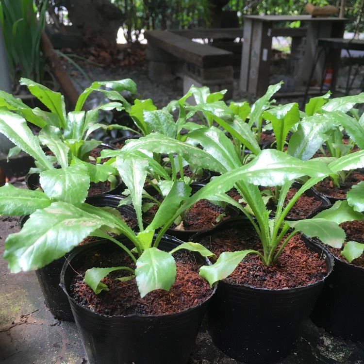 plant image 589044