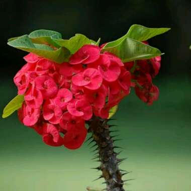 Euphorbia Milii 'Giant Thai Red'