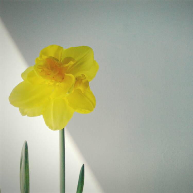 plant image 363365