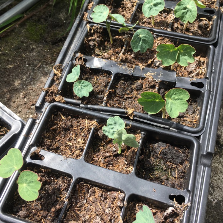 plant image 1047862