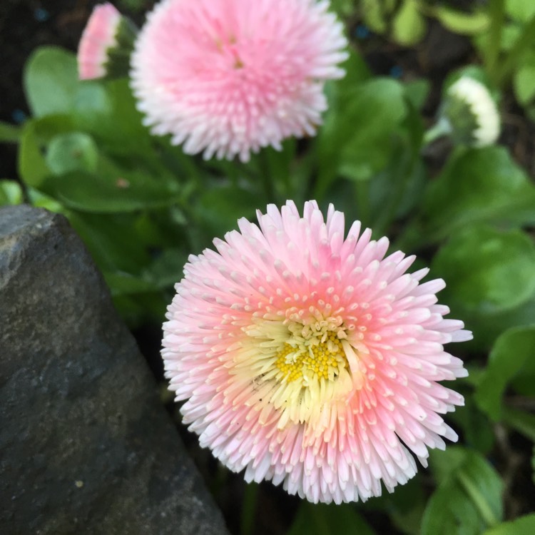Plant image Bellis