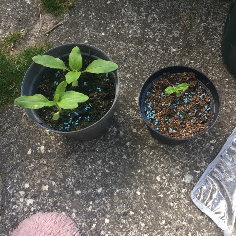 plant image 1056636