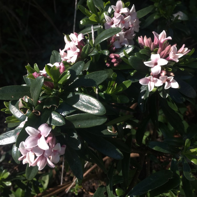 plant image 1278860 plant image 1278860