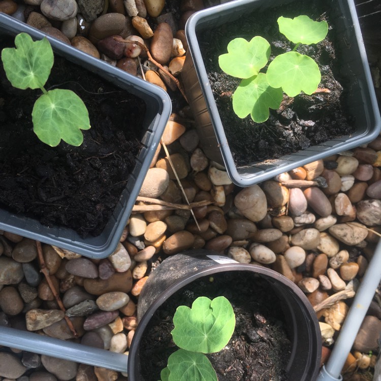 Plant image Tropaeolum majus 'Gleam Hybrids'