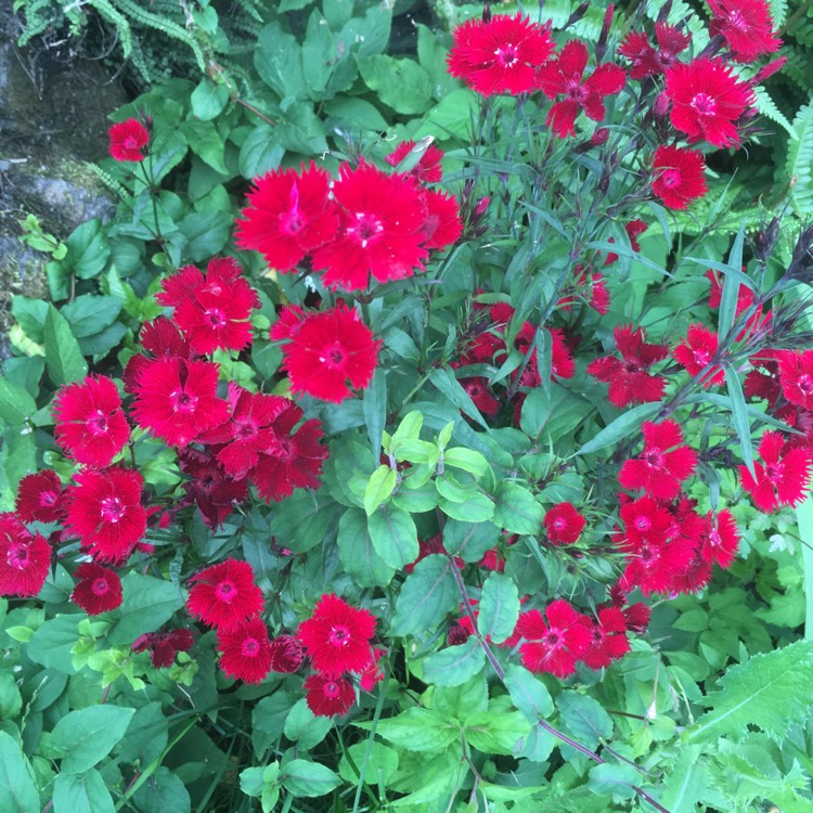 Plant image Dianthus