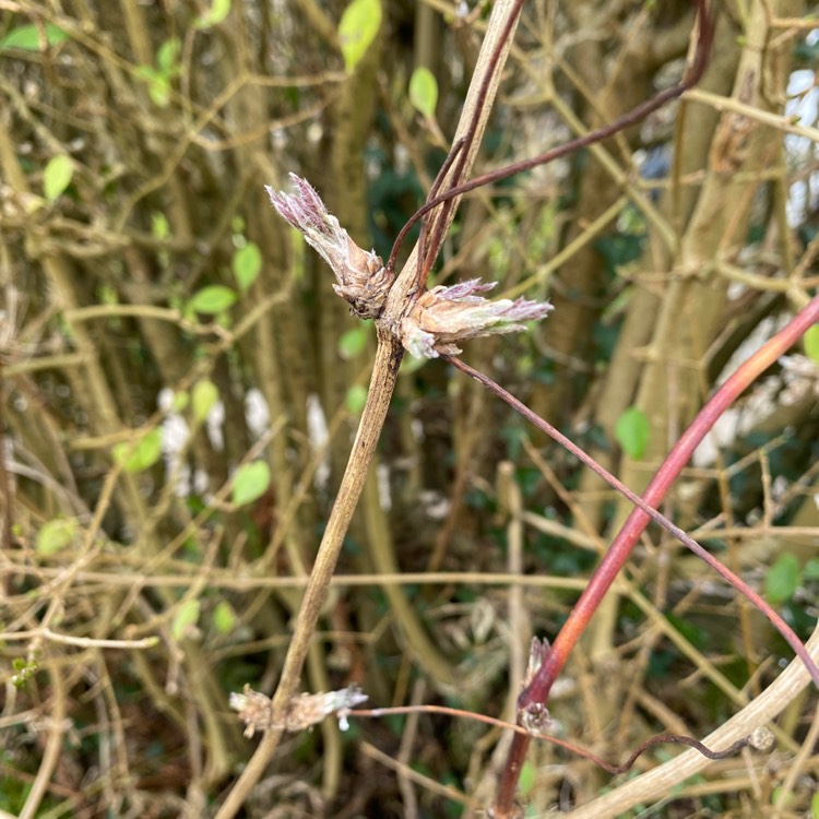 plant image 1451783 plant image 1451783