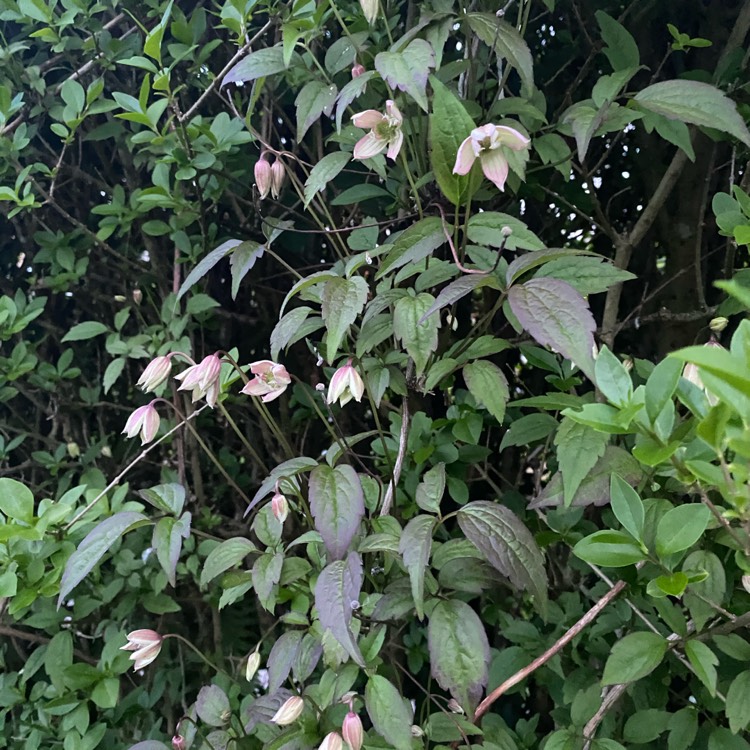 plant image 1487798 plant image 1487798