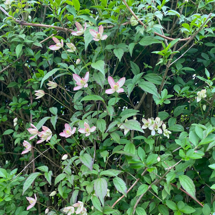 plant image 1490304 plant image 1490304