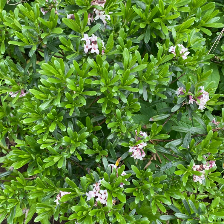 plant image 1490426 plant image 1490426