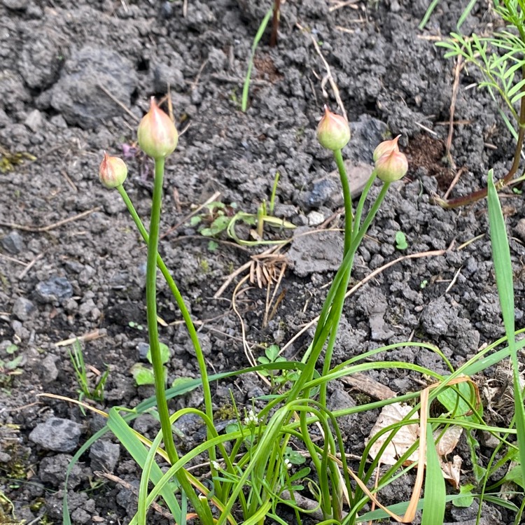 plant image 1490430 plant image 1490430