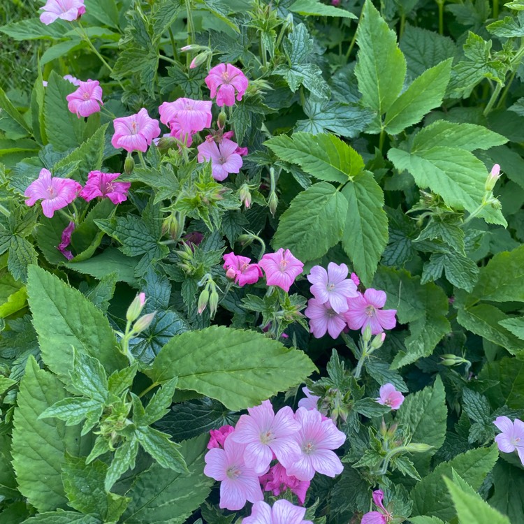 plant image 1496830 plant image 1496830