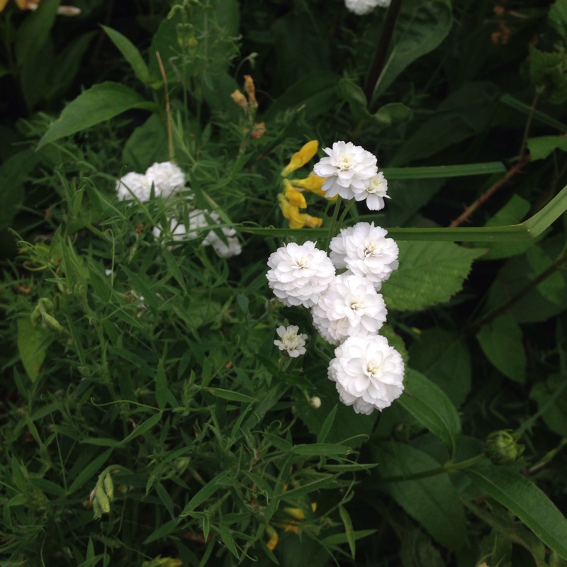 Plant image Achillea ptarmica 'The Pearl'