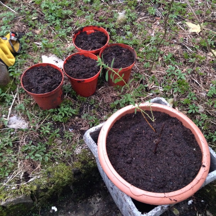 plant image 653257