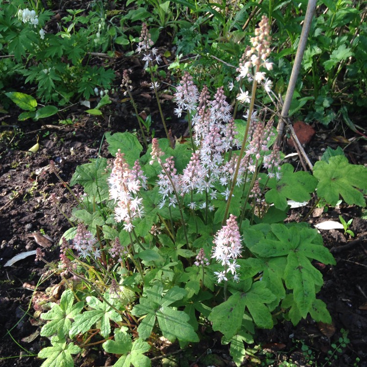 plant image 690027