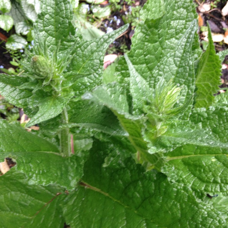 plant image 710986 plant image 710986