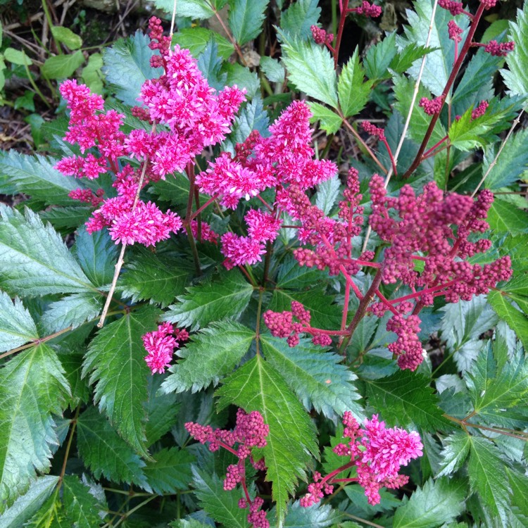 plant image 750733