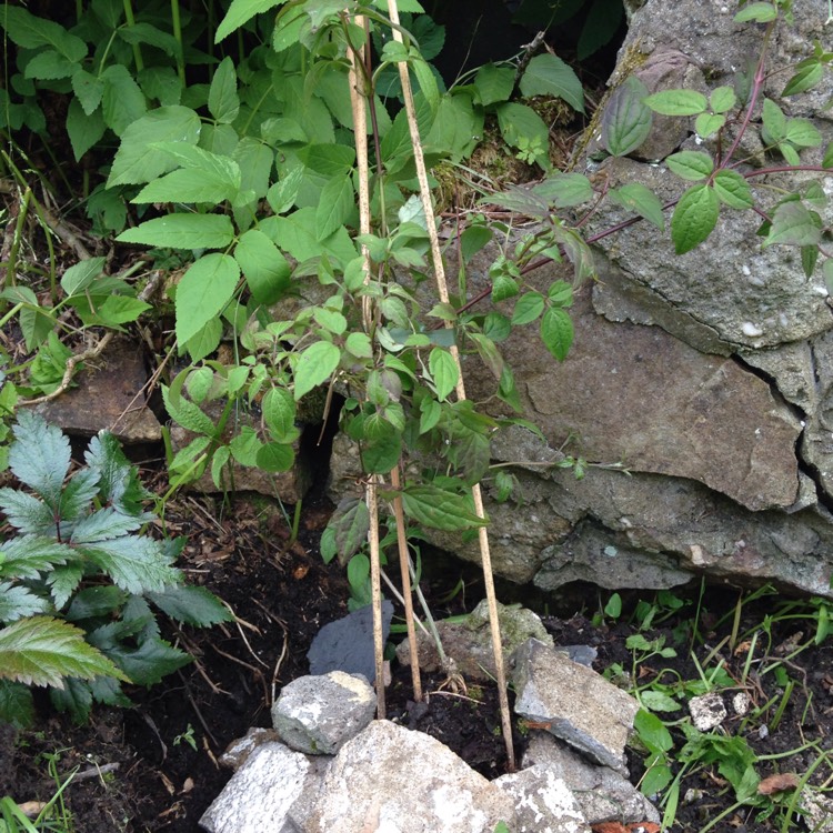 plant image 750751 plant image 750751