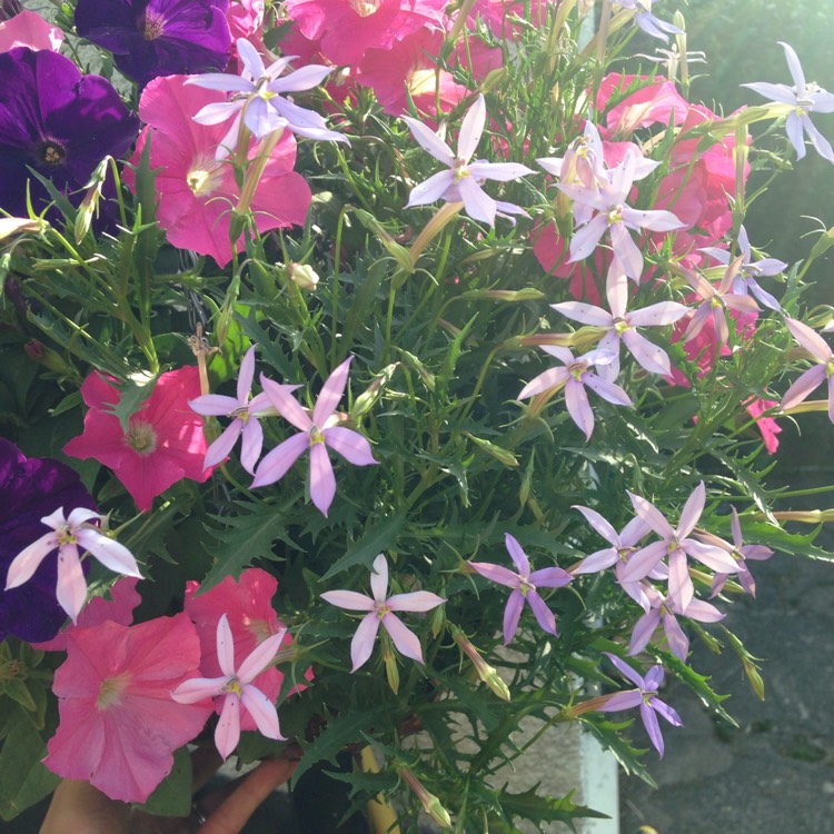 Plant image Isotoma 'Avant Garde Mixed' (Mix) syn. Laurentia