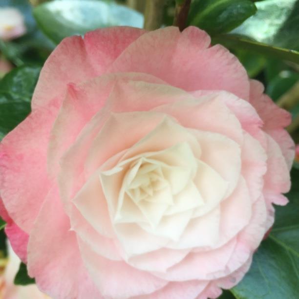 plant image 1386