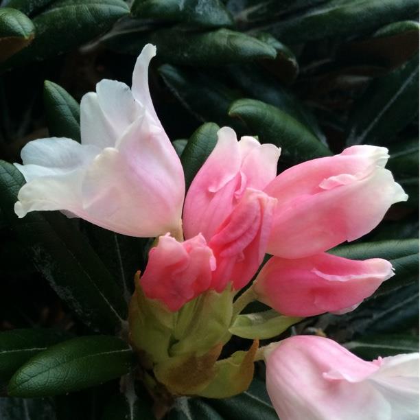 plant image 1389