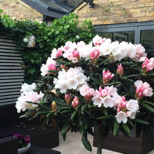 plant image 1392