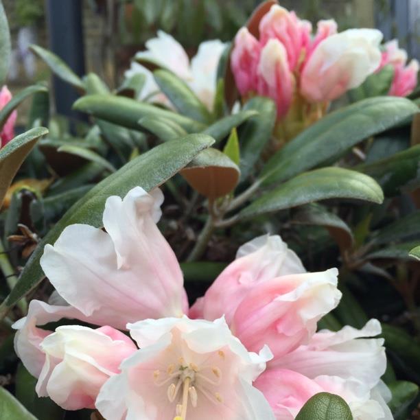 plant image 1460