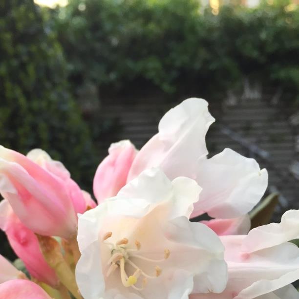 plant image 1461