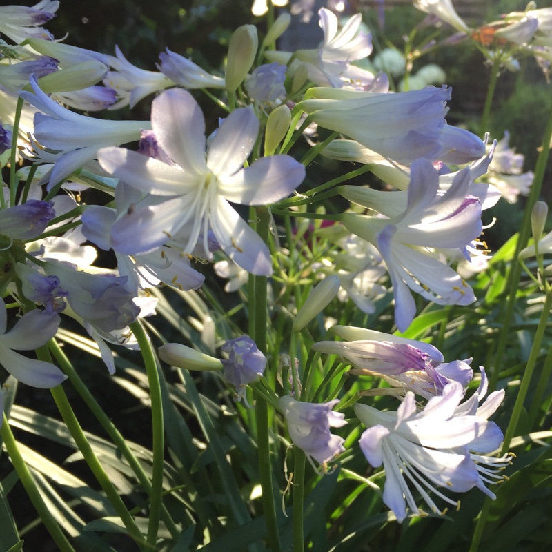 Plant image Agapanthus 'Streamline'