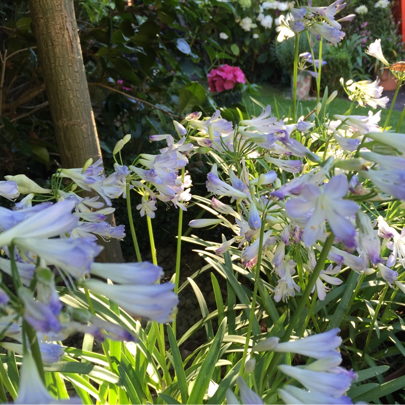 plant image 5316