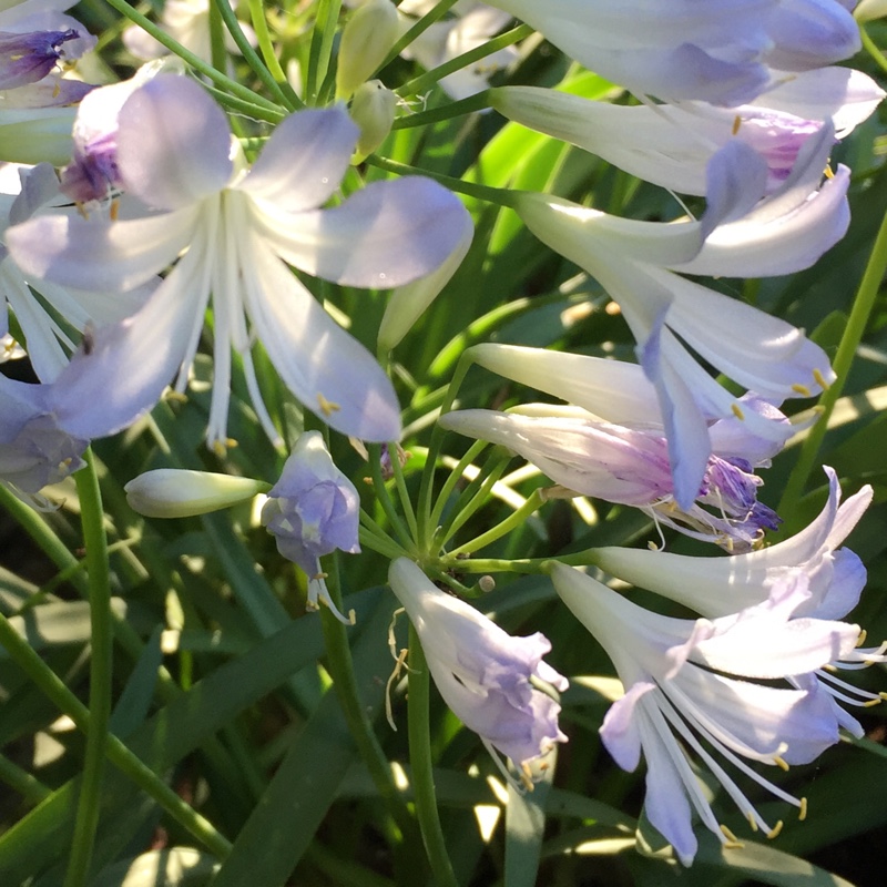 plant image 5317