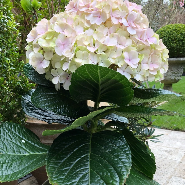 plant image 679000
