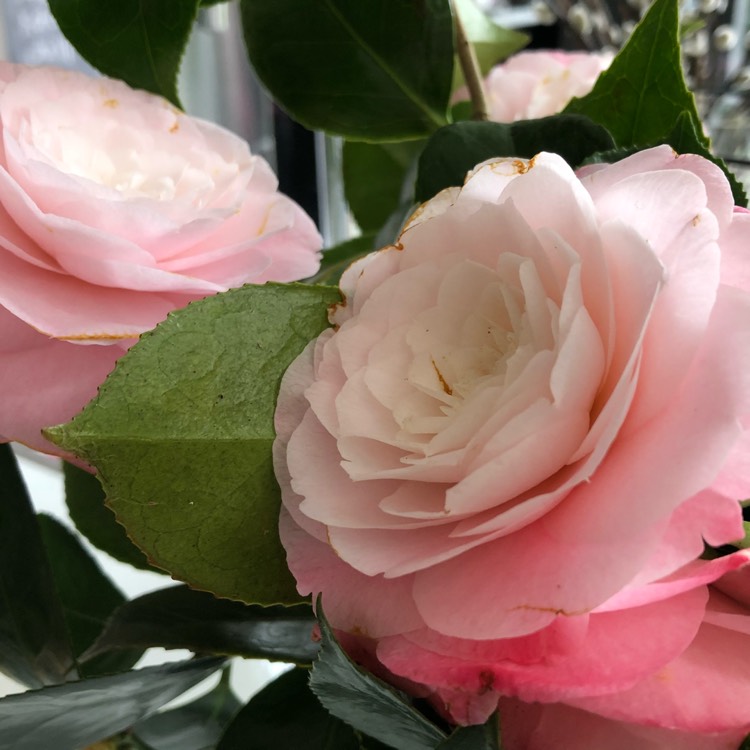 plant image 681110