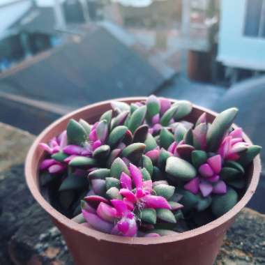 Anacampseros 'Telephiastrum'