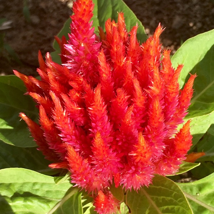 Plant image Celosia argentea plumosa 'Fairy Fountains'