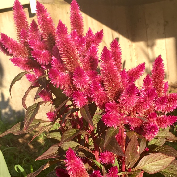 Plant image Celosia 'Deep Purple'