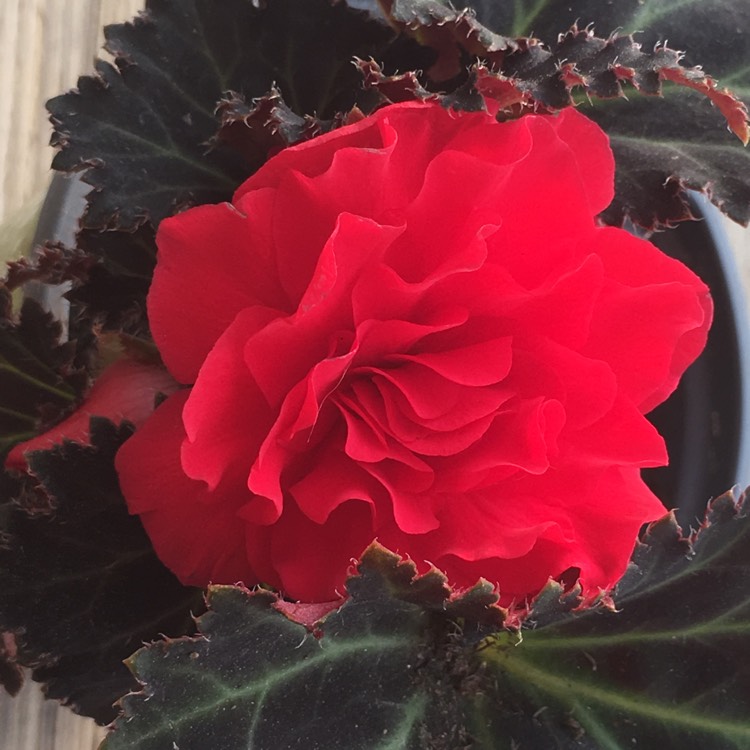 plant image 1109439