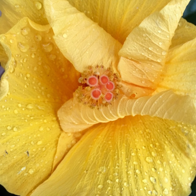Plant image Hibiscus rosa-sinensis 'Athenacus'