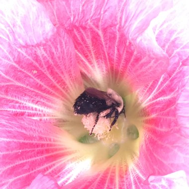 Alcea rosea  syn. Althaea rosea
