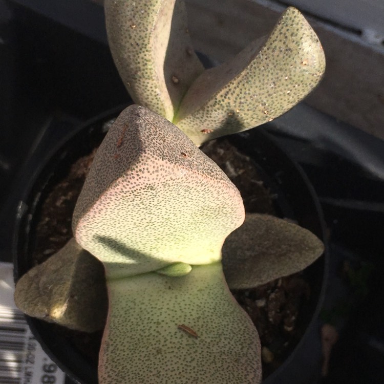 plant image 1141369