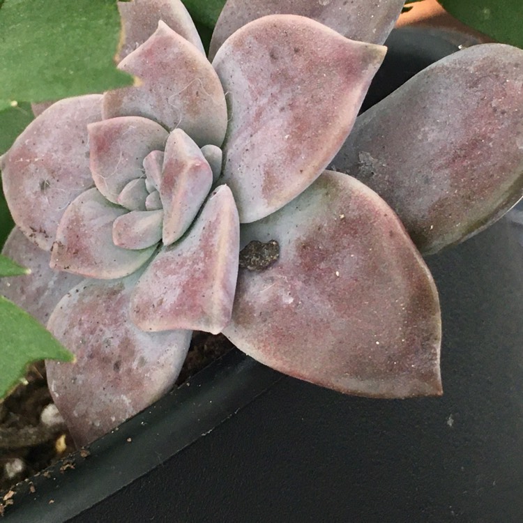Plant image Graptopetalum Purple Delight syn. Graptopetalum Snow White