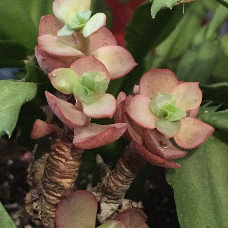 plant image 1213704