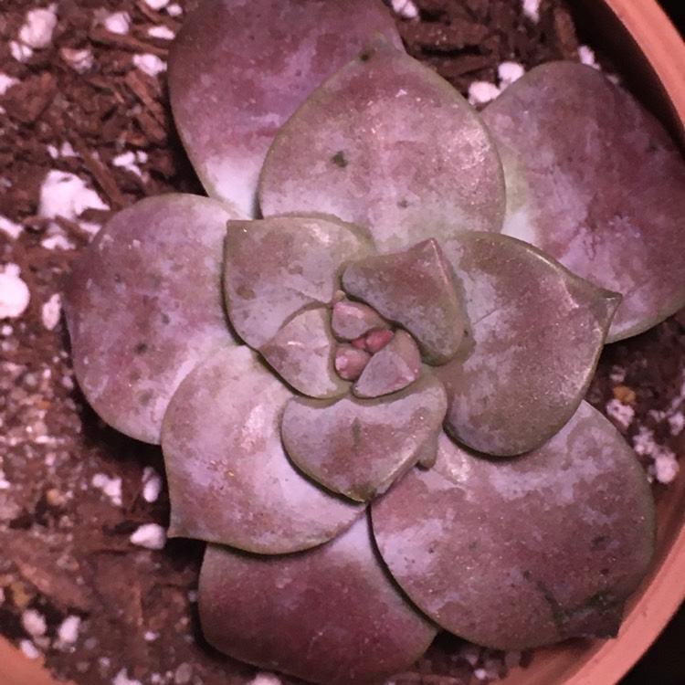 plant image 1231462 plant image 1231462
