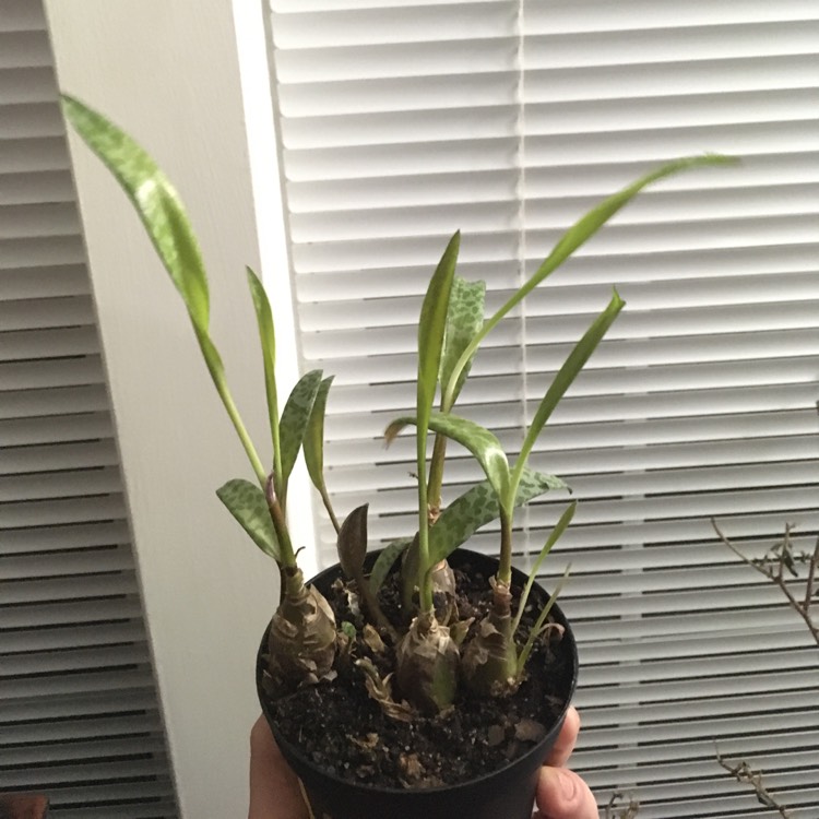 plant image 1231464 plant image 1231464