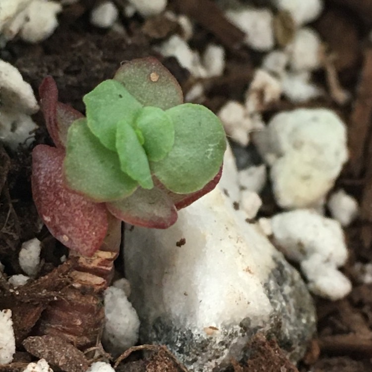 plant image 1240175