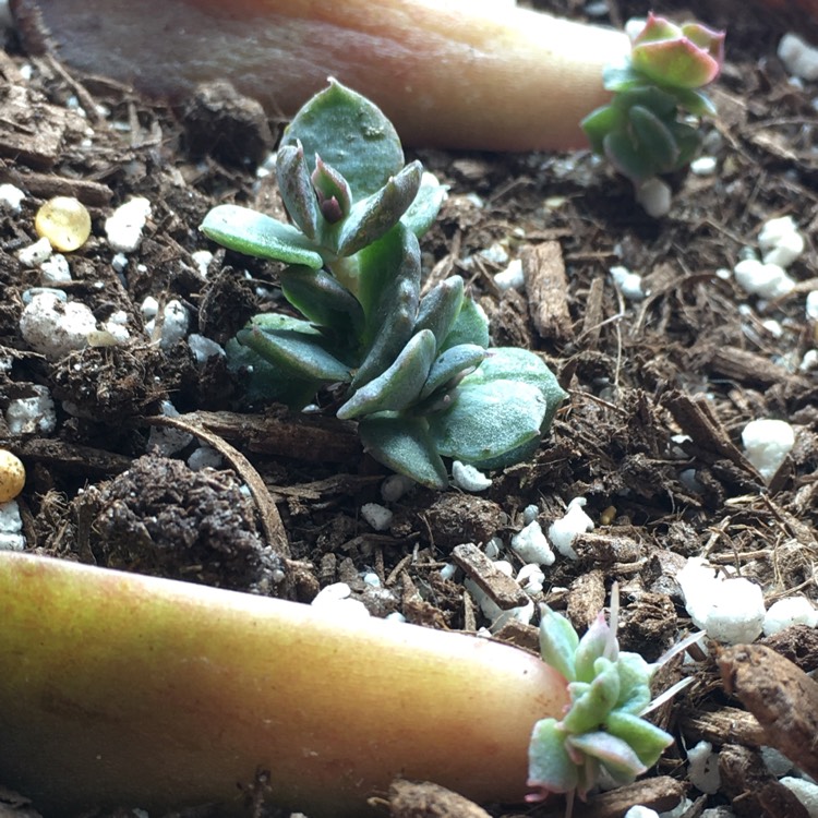 plant image 1252167 plant image 1252167