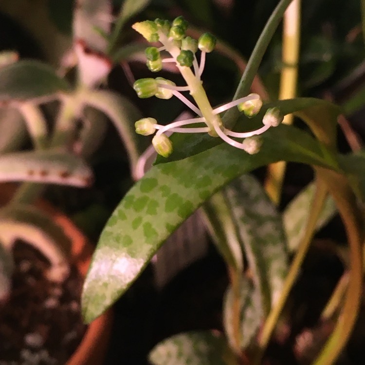 plant image 1252168 plant image 1252168
